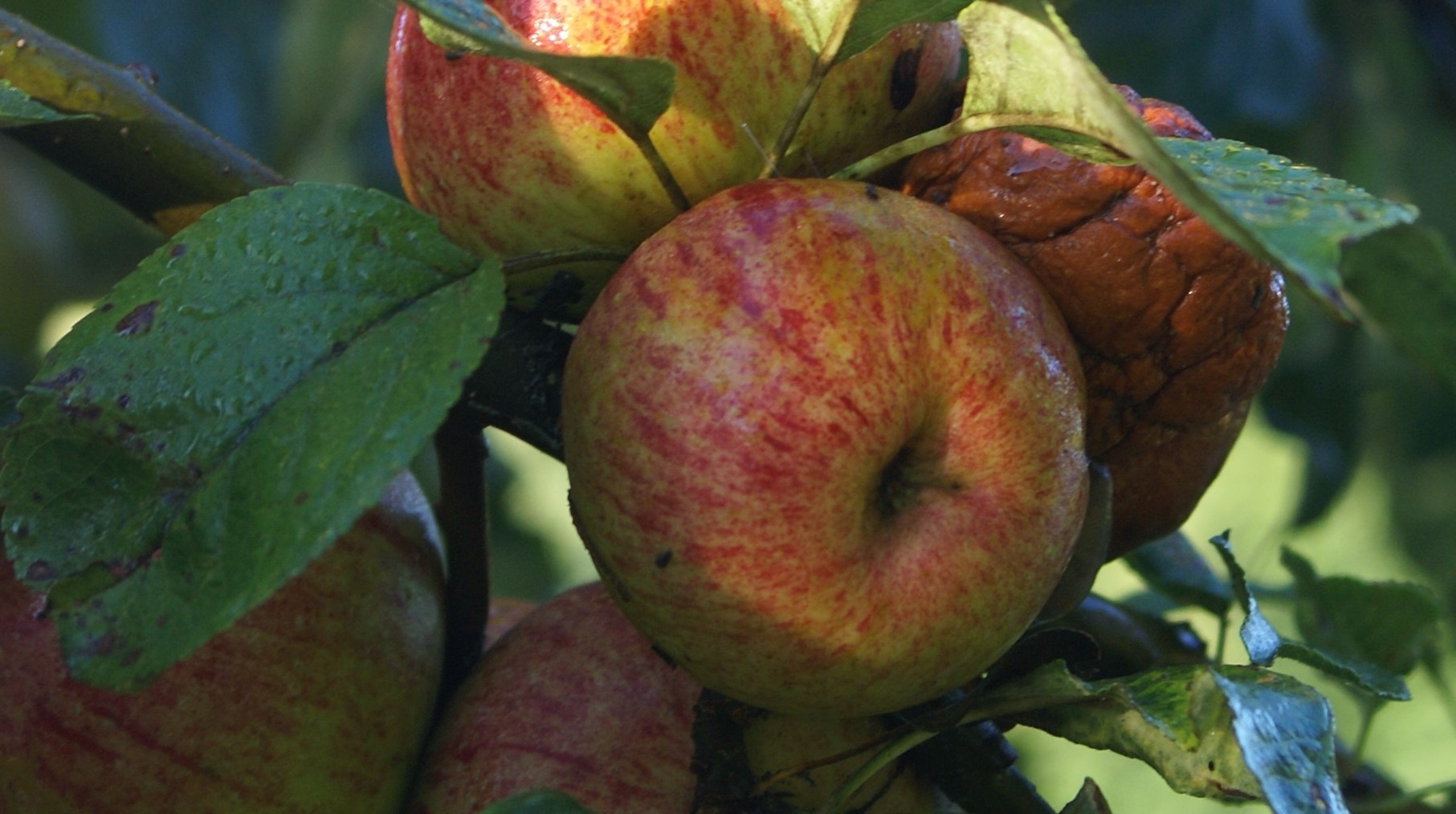 Conférence autour de la pomme.