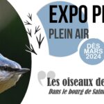 Jeux concours sur les oiseaux